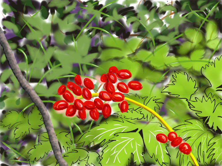 flower-red-berries.jpg