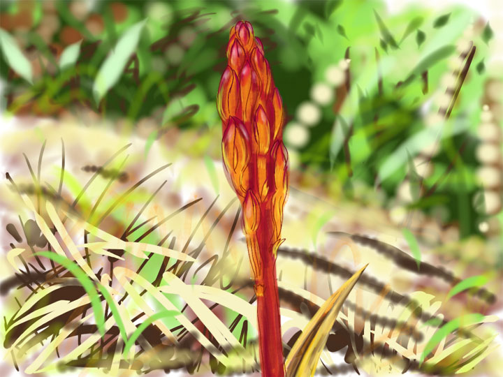 flower-redstalk.jpg