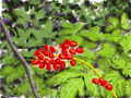 flower-red-berries.jpg