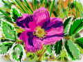 flower_rose.jpg